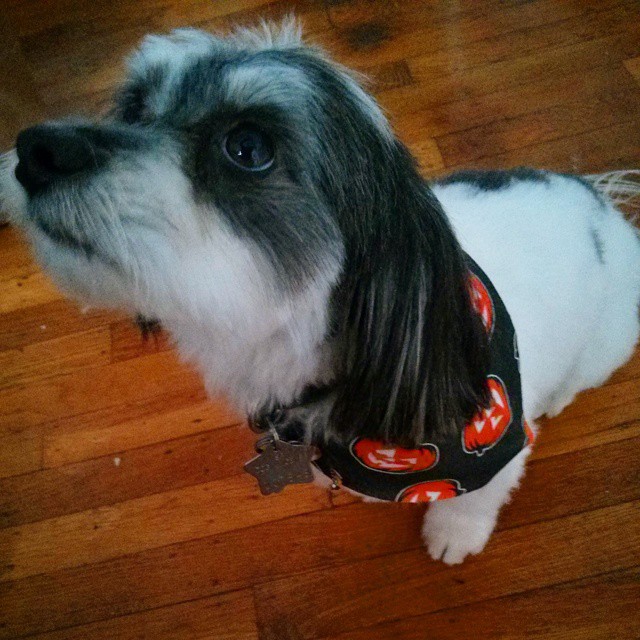 Boo! Did Milo scare you?
Little presents from the groomer are the best :)